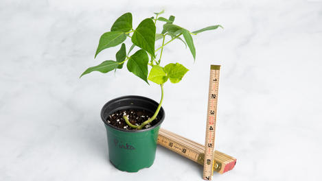 Planta huerto: Habichuela pinta