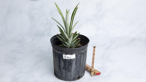 Planta: Piña
