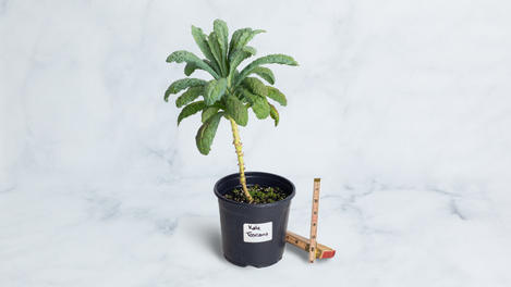 Planta huerto: Kale toscano