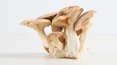 Setas King Oyster
