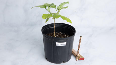 Planta: Berenjena