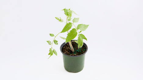 Planta huerto: tomate 