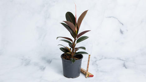 Planta ornamental: ficus elastica "burgundy"