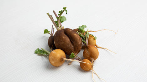 Golden helios radish