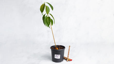 Planta huerto: Aguacate buttler