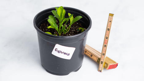 Planta huerto: Espinaca