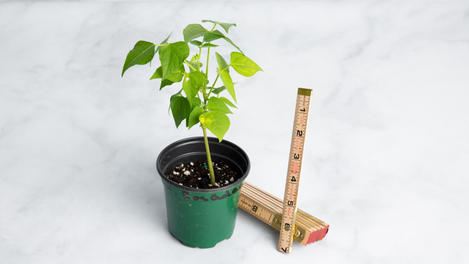 Planta huerto: Habichuela rosada