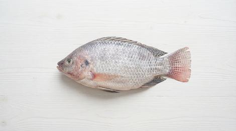 Tilapia entera de Puerto Rico de 0.5-1 lb