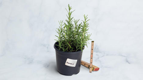 Planta huerto: romero 