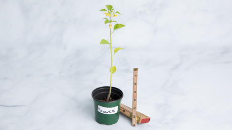 Planta huerto: tomatillo