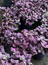 Alternanthera