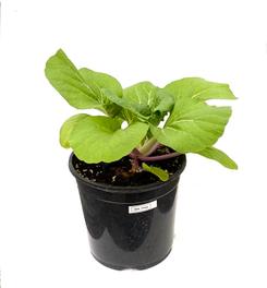 Planta huerto: Bok choy
