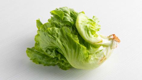 Lechuga Nevada