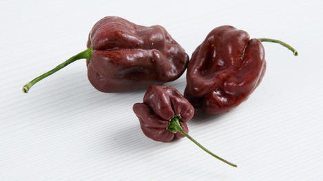 Chocolate Habanero Hot
