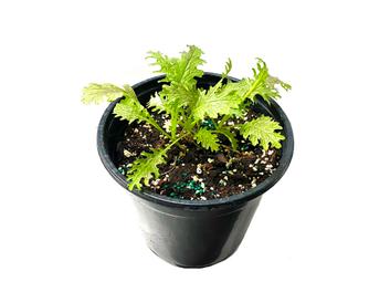 Planta huerto: Mostaza