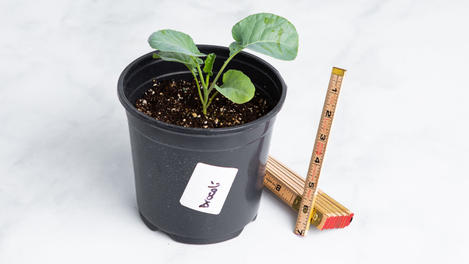 Planta huerto: Broccoli 
