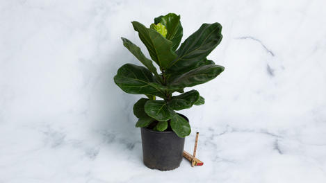 Planta ornamental: Pandurata 