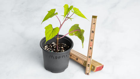 Planta huerto: Moonflower