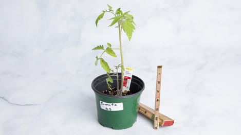Planta: Tomate beefstake