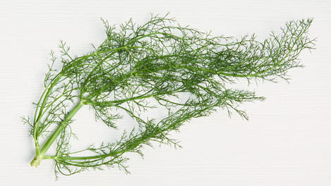 Hoja de hinojo