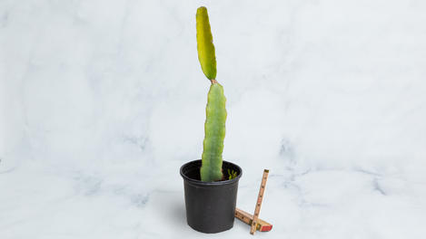 Planta frutal: pitahaya