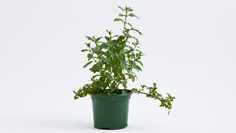 Planta huerto: menta