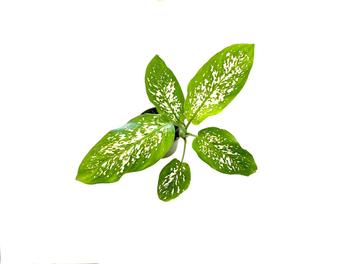 Planta huerto: dieffenbachia amoena