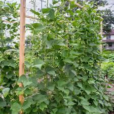 Planta huerto: Habichuela roja