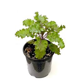 Planta huerto: Kale morado