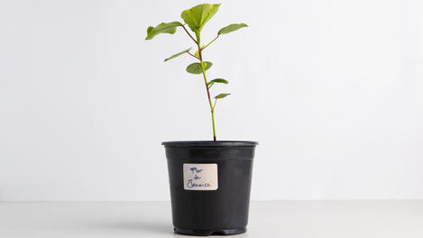 Planta huerto: Flor de Jamaica