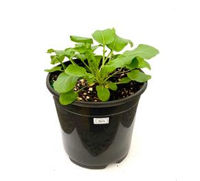 Planta huerto: Berro
