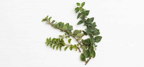 Oregano griego