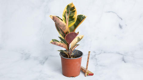 Planta ornamental: ficus elastica tineke