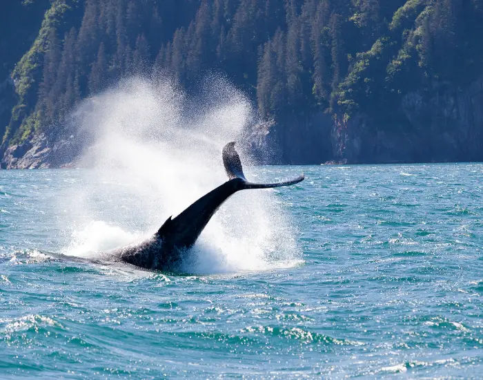 Whale diving into the water and splashing in Seward, Alaska during the day.