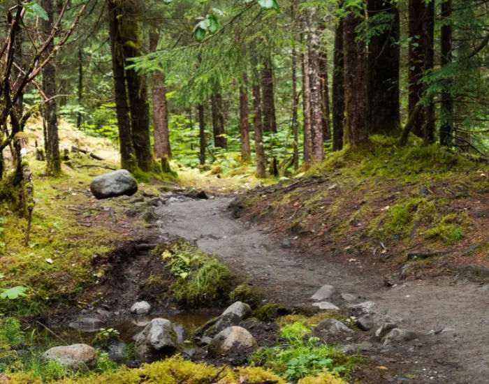 Scenic hiking trail along the western edge of Mendenhall Glacier with a dirt path running through green trees in Tongass.