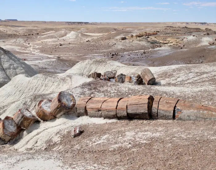 Petrified log in Petrified Forest National Park, Arizona on a sunny day with white and light brown dunes.