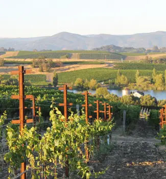 Overview of vineyard fields in the wine county in California.