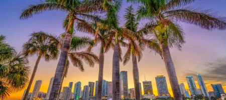 Florida city skyline at sunset in the background of tall palm trees across a body of water.