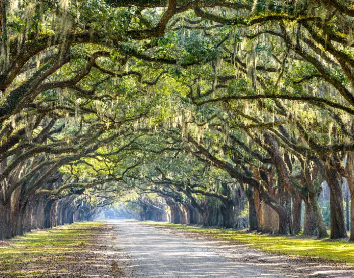 Savannah, Georgia oak tree lined road at the historic Wormsloe Plantation.