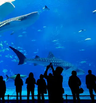Spotted white and black sharks swimming alongside tiny fish in a large Atlanta aquarium with silhouettes of people.