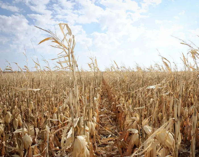 Rows of corn ready to harvest in Iowa on a sunny day.