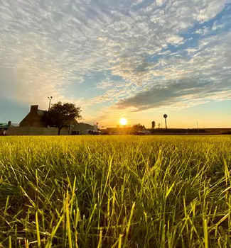 Tall grass fields in Iowa meadows surrounded by nature at sunset with the sun shining through buildings and grass blades.