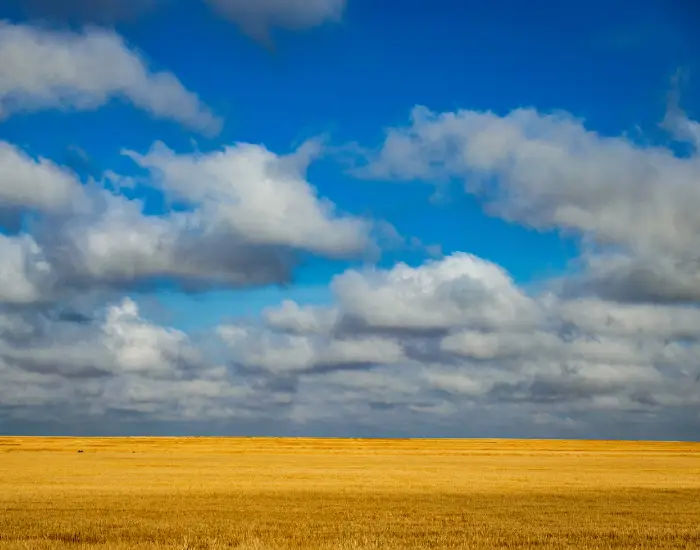 Golden yellow wheat fields in Kansas stretching across the flat land on a bright partly cloudy day.