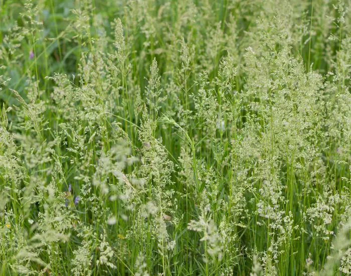 Kentucky Bluegrass or Poa Pratensis field arranged on a green natural background in a warm day.