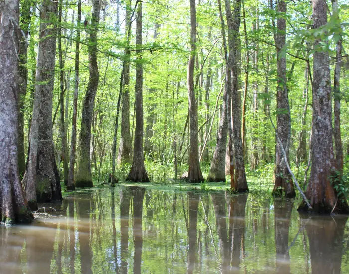 Fishing spot in Bayou, Louisiana at dusk with silhouettes of trees on calm waters reflecting nature and the sun.