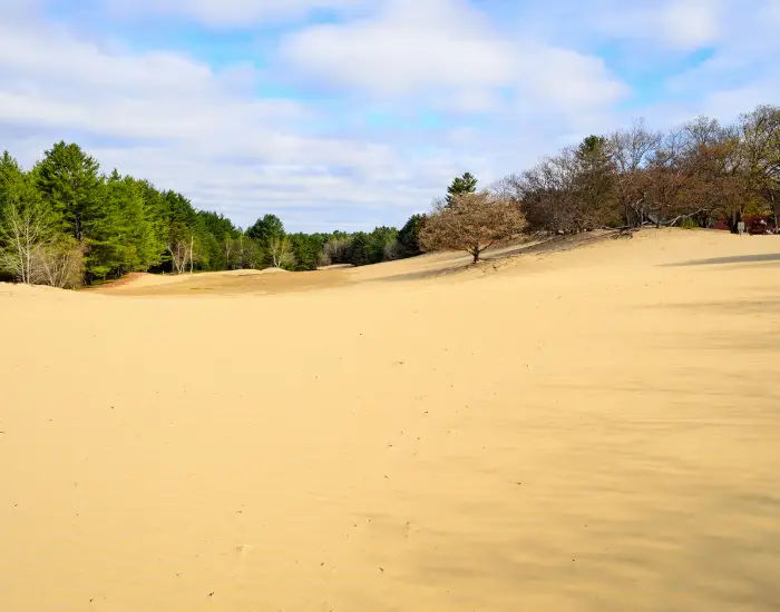 Sand dunes covered with green forestry and dried brown foliage in the Desert of Maine on a summer day.