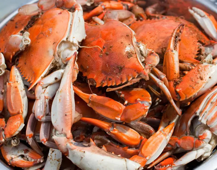 Maryland blue crab boil with red crabs arranged on a plate.