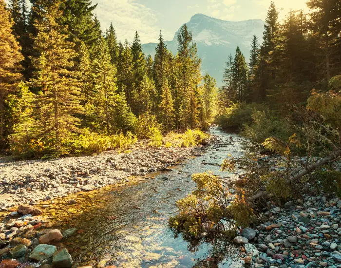 Clear and following lake river in a Montana forest filled with evergreen trees on a sunny day.
