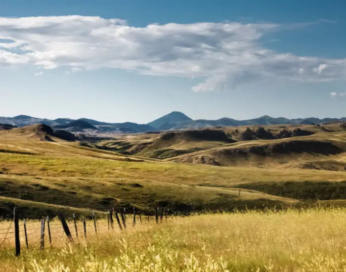 Golden grass covered fields in a Montana landscape with mountains in the background.
