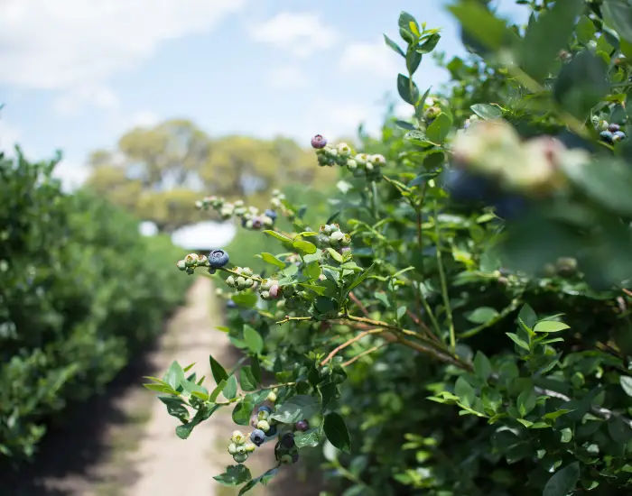 Looking down a path on a sunny day in a New Jersey Blueberry Farm.